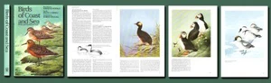 Shore & Sea BIRD GUIDE-Britain & Europe-64 Lovely Color Plates/HB/DJ/Free Ship - Picture 1 of 2