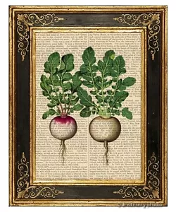 Stampa artistica ravanello italiano su pagina libro vintage casa cucina decorazione da appendere regali - Foto 1 di 3