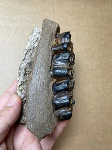 200g Ice Age bison tooth specimen Pleistocene - Picture 1 of 23