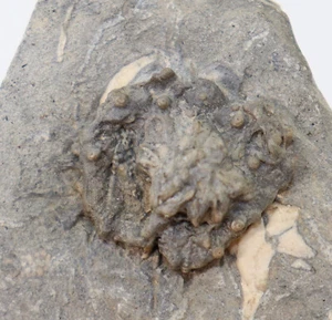 Seeigel, Lepidocidaris shumardiana, Mississippian, Adams CO, Illinois, USA -k535 - Bild 1 von 5