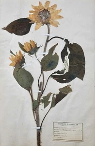 Botanique - Planche Herbier XIXe - Plantes séchées - Soleil - Picture 1 of 3