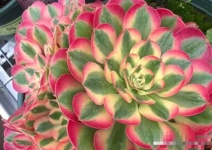 Aeonium Anna Variegated 7cm diameter # one Cutting Succulent - Picture 1 of 3