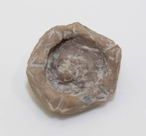 Crinoide, Erisocrinus typus, Karbon, Weeping Water, Nebraska, USA -eb8887 - Picture 1 of 5