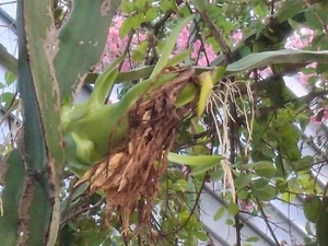 Dragon Fruit Cuttings, SIX 12-22 Inches Fresh Cut Day Order + PINE CONE GINGER - Picture 1 of 13