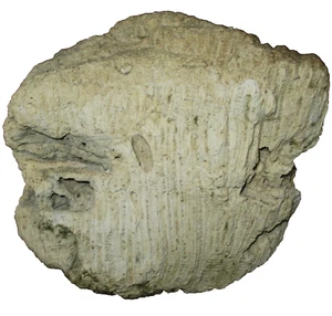 Decorazione acquario acquari salata corallo bianco duro originale 9x5x9 - Foto 1 di 4
