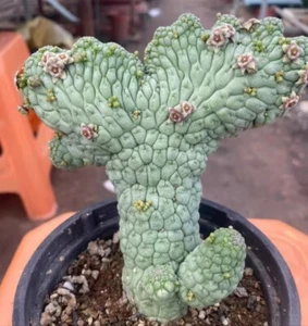 Rare Plant SucculentLive Lavrania cactiformis var. felinum Cristata WYSIWYG - Imagen 1 de 5