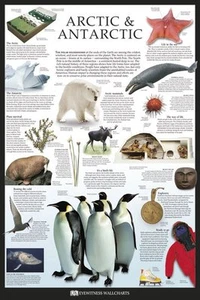 BILDUNGSPOSTER Arktis und Antarktis Dorling Kindersley - Bild 1 von 1