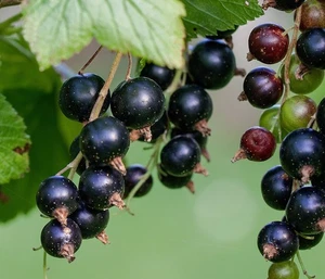 Obstbaum Obstrauch Johannisbeere Titania robuste Sorte schwarze Früchte, Dehner - Bild 1 von 6