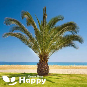 CANARY ISLAND PALM - 5 SEEDS - Phoenix canariensis - PERENNIAL HOUSE PLANT - Picture 1 of 3