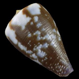 Conus Rattus (Palawan, Philippinen) 26,7 mm #45485 - Bild 1 von 4