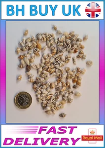 20g SMALL SHELLS, MARINE AQUARIUM REEF FISH CORAL DECORATION CRAFTS HERMIT (M03) - Picture 1 of 4
