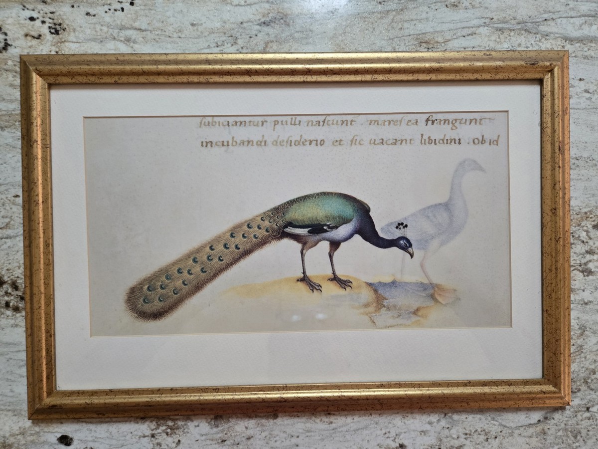 peacock art products for sale | eBay peacock art products for sale | eBay