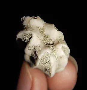 001 ECHINODERMATA BLASTOIDE, DELTOBLASTUS TIMORENSIS DE TIMOR INDONESIA, 23MM - Imagen 1 de 8