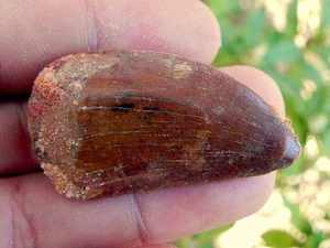 1a Fossil Carcharodontosaurus Tooth Teeth Dinosaur cretaceous **African Trex** - Picture 1 of 3