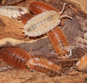 P. Scaber "Orange Koi " Isopods. & Dalmatian Isopods Bonus. - Picture 1 of 3