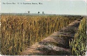 Postcard Wyoming Rye Field Experiment Station 1914 University of WY - Picture 1 of 1