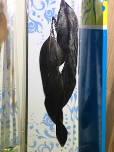 NEU Candi Locks Clip-in auf ECHTE Feder Haarspange (neu) Zubehör Verlängerung - Bild 1 von 8