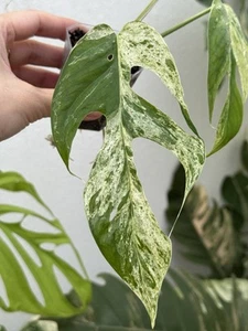 Epipremnum Pinnatum Marble Variegated~Established Indoor/Outdoor Plant🌿 - Picture 1 of 6