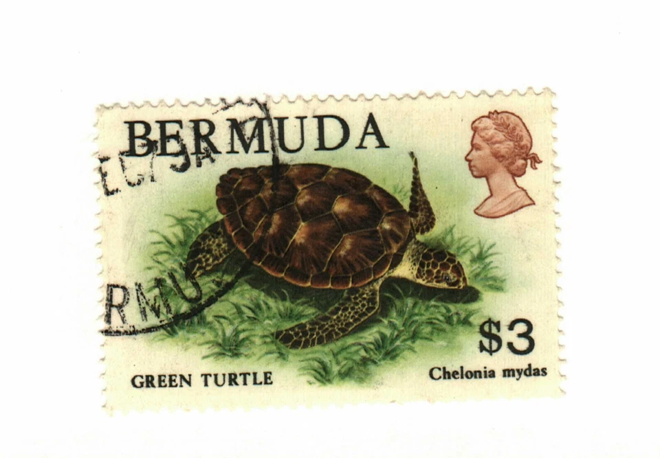 Bermuda #378 used turtle - Image 1 of 1