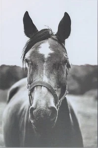 Horse ~New 2023 B/W Animal Image Cards~4"x6" 8149.2 - Picture 1 of 6