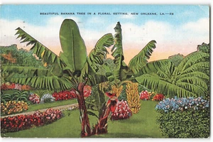 1950 Beautiful Banana Tree In A Floral Setting, New Orleans VTG Postcard SK2. - Picture 1 of 2