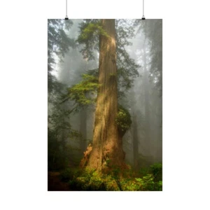 A Walk in the Red Wood Forest Matte Vertical Posters - Picture 1 of 8