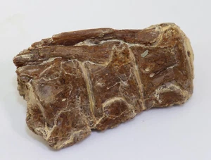 Knochenfisch, Kreide, Senon, Niobrara Fm., Gove County, Kansas, USA -i341 - Picture 1 of 5