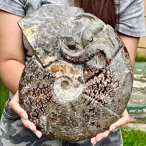 8.15LB Rare natural Natural conch fossil specimens of Madagascar - Picture 1 of 13