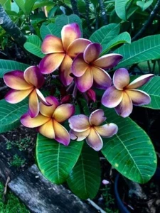 80001692 Plumeria Frangipani Moon 2 Samen - Bild 1 von 1