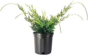 Juniper Shimpaku | 1 Gallon | Juniperus chinensis | Groundcover | Bonsai Tree - Picture 1 of 6