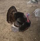 Turkey Hatching Eggs 6+ Eastern Over Eastern Slate And Eastern Slate Mix Hens