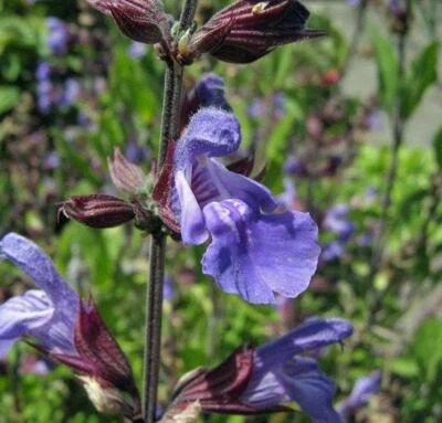 Salvia officinalis | Common or Garden Sage | 20 Seeds - Image 1 of 4