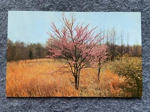 A lone Redbud tree, Brown County Indiana Postcard - Picture 1 of 2