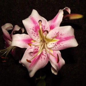 @ (◕‿◕)\\@ Lilium Baumlilie Hybridlilie " Anastasia " duftend - Bild 1 von 1