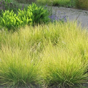 Herbstkopf Blaugras (Sesleria autumnalis) 1L - Anspruchslos und sehr resistent - Bild 1 von 5