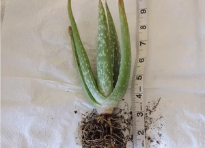 Aloe Vera Live Plants 2 Pack Healthy Strong 10-12" Bare Rooted No Pot/No Soil - Picture 1 of 6