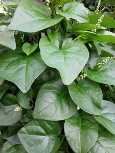 90+ Organic Green Stem Malabar Spinach Alugbati Mong Toi Poi Sang Ceylon seeds - Picture 1 of 4