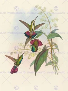 Gould Richter Britischer Kolibri Zoologie Druck Poster Bb5534B - Bild 1 von 2