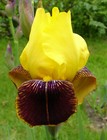 August delivery-Int. Bearded Iris Flaming Dragon   yellow purple