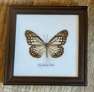 THE GLASSY TIGER Parantica aglea Mounted/Framed Museum Quality NEW - Picture 1 of 3