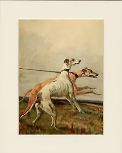 GREYHOUND TWO COURSING DOGS GREAT DOG PHOTO PRINT MOUNTED READY TO FRAME - Picture 1 of 1