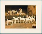 SMOOTH FOX TERRIER GROUP ELEVEN DOGS GREAT DOG PRINT MOUNTED READY TO FRAME