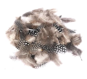 Plumas Naturales De Pintada 4/7 Cm 10G - Imagen 1 de 2