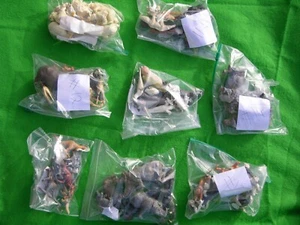 Britains & Verschiedene Mini Zoo Spiel Abgenutzte Sets, Multi-Listing - Bild 1 von 18