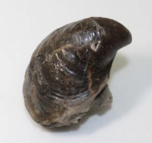 Muschel, Actinoceramus, Kreide, Alb, Gault, Folkestone, Kent, UK -a75 - Picture 1 of 6