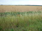 Photo 6x4 A vast acreage of wheat on Wootton Marsh  c2010