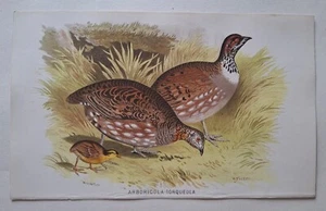 BIRDS INDIA BURMA CEYLON HUME MARSHALL ORNITHOLOGY PRINT CHROMOLITHOGRAPH 1879 - Picture 1 of 1
