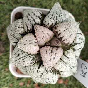Haworthia white picta Succulent  - Picture 1 of 3