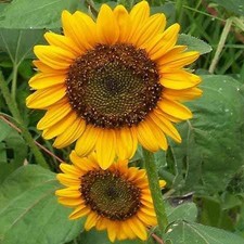Sunflower- Dwarf Sunspot- 100 Seeds