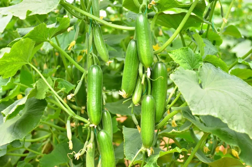CUCUMBER MINI LEBANESE SEEDS Hybrid Cucumber Seeds Mini Munch Cucumber Seeds - Image 1 of 1